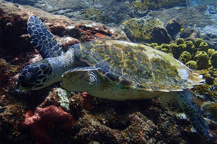 developpement-durable Développement Durable